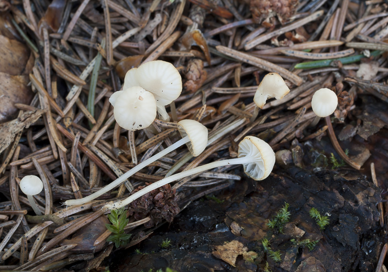 Hemimycena gracilis